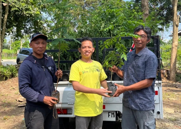 Bukan Sekadar Penghijauan, Menanam Pohon Jadi Cara Warga Banjarnegara Bertahan dari Bencana Longsor