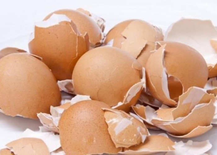 Inilah Cara Mudah Membuat Pupuk Organik dari Cangkang Telur 