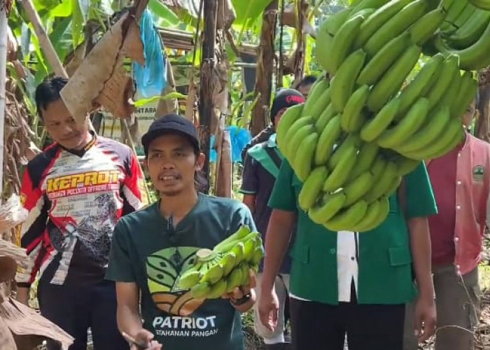 Ansor Pejagoan Panen Cavendish, Dorong Ekonomi Kader