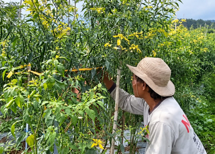 Petani Cabai Wilayah Banjarnegara Atas Bersiap Panen