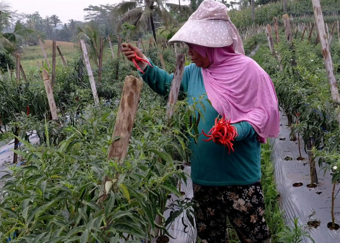 Dari Harga  Rp 70 Ribu ke Rp 15 Ribu per Kilogram, Petani Cabai Banjarnegara Merugi Sampai Rp 30 Juta