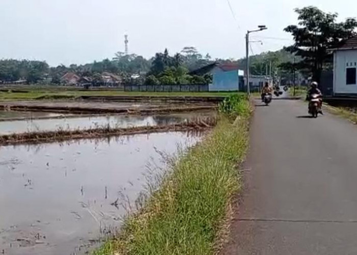 Pemkab Klaim LP2B Purbalingga Sudah 87,08 Persen, Surplus Beras Masih 10 Ribu Ton