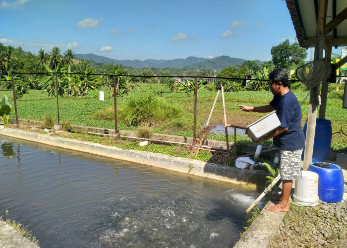 Pangan Kolam Ikan Mina Sehat Pancasan dari Pelet Maggot Produksi BUMDes