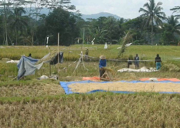 Banjarnegara Surplus 45 Ribu Ton Beras, Jadi Penyangga Pangan Jawa Tengah