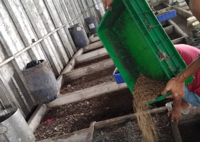  Serap Semua Bubur Sampah Tiap Hari, Butuh 200 Biopond