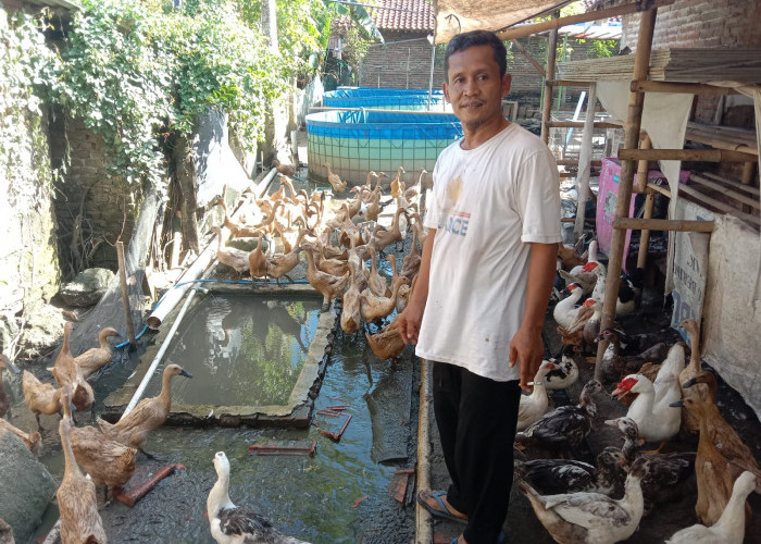 Peternak Bebek Alian Gunakan Pakan Alternatif, Produksi Telur Capai 80 Persen