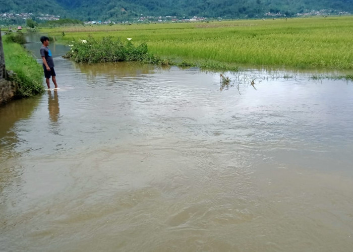 Banjir di Kalibening, Petani Terancam Rugi Akibat Luapan Sungai Brukah