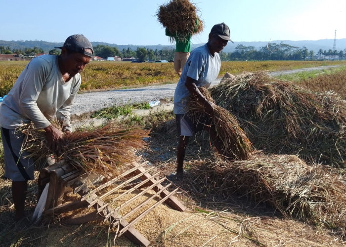 Gepyok Masih Jadi Andalan Petani Banyumas, Panen Manual Dinilai Lebih Hemat untuk Lahan Kecil