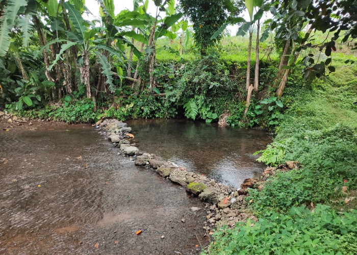 790 Hektare Sawah Bergantung pada Limpak Dau, Debit Air Jadi Sorotan
