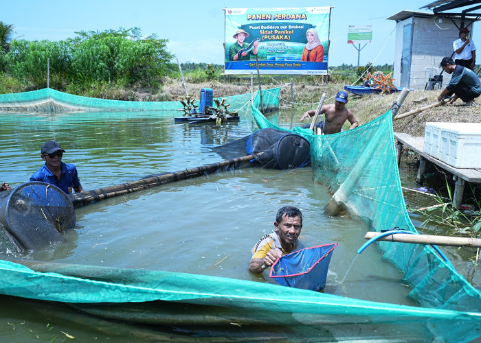 Panen Perdana Sidat Pusaka, Bukti Pemberdayaan Masyarakat Kilang Pertamina Cilacap Mulai Berbuah