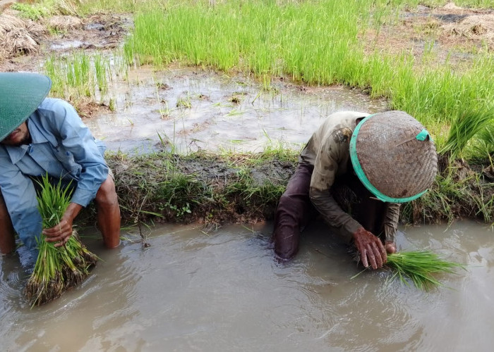 Petani Cilacap Berburu Bibit Padi Liar di Banyumas, Strategi Tekan Ongkos Tanam