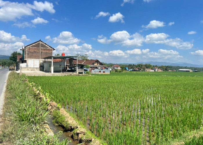 450 Hektare Sawah Berpotensi Kekeringan, Distankan Banjarnegara Perkuat Irigasi dan AUTP