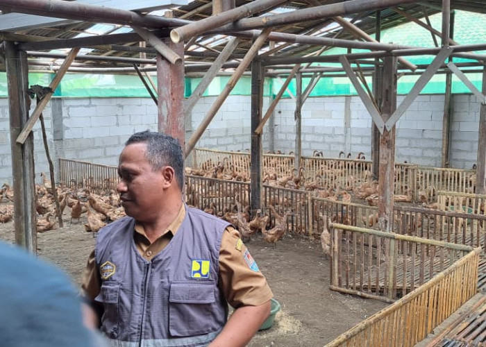 Tindaklanjuti Bau Tak Sedap dari Peternakan Bebek, Dinas Pertanian Turunkan Tim Teknis
