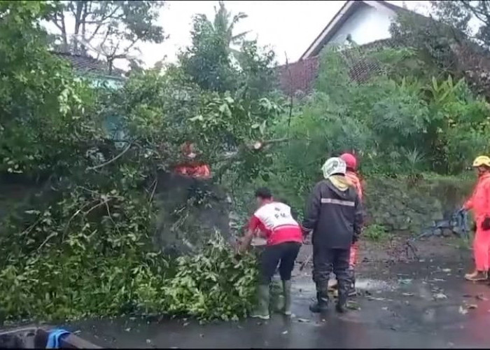 Hujan Lebat dan Angin Kencang, Pohon Tumbang Timbulkan Kerusakan di Banjarnegara