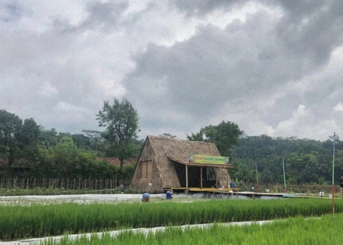 Desa Panembangan: Mina Padi yang Menyejahterakan Hingga Rp50 Juta per Hektare