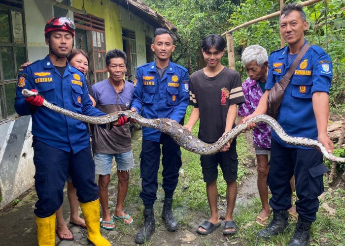 Ular Sanca Tiga Meter Dievakuasi dari Dapur Rumah Warga Panican