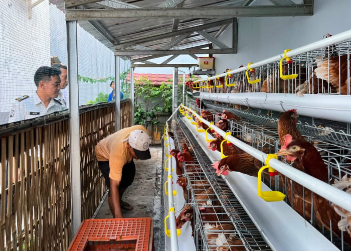 Warga Binaan Rutan Banjarnegara Budidaya Ayam Petelur, Bekal Usaha Setelah Bebas