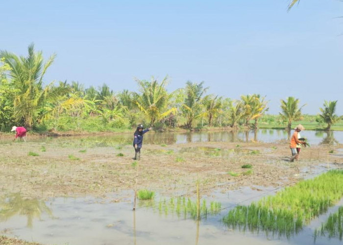 Libatkan Anak Muda, Tanam Padi di Kampung Laut Cilacap Digenjot