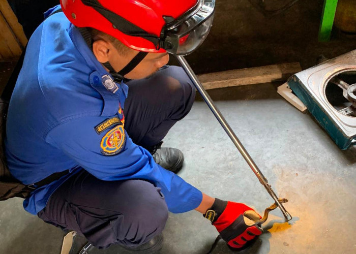 Ular Kobra Masuk Dapur Rumah Warga di Kutasari, Damkar Lakukan Evakuasi