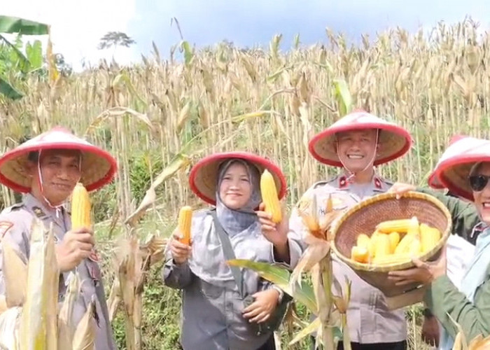 Polres Banjarnegara Turun ke Sawah, Ikut Panen Jagung Demi Ketahanan Pangan