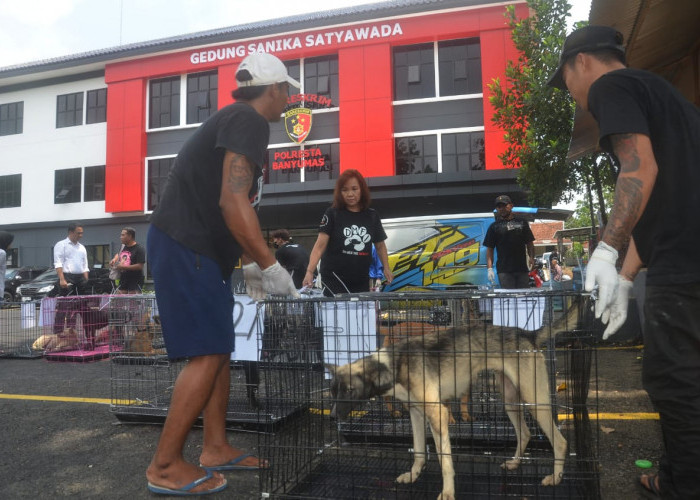 Puluhan Anjing Diduga untuk Konsumsi Berhasil Diselamatkan dari Penyelundupan di Banyumas