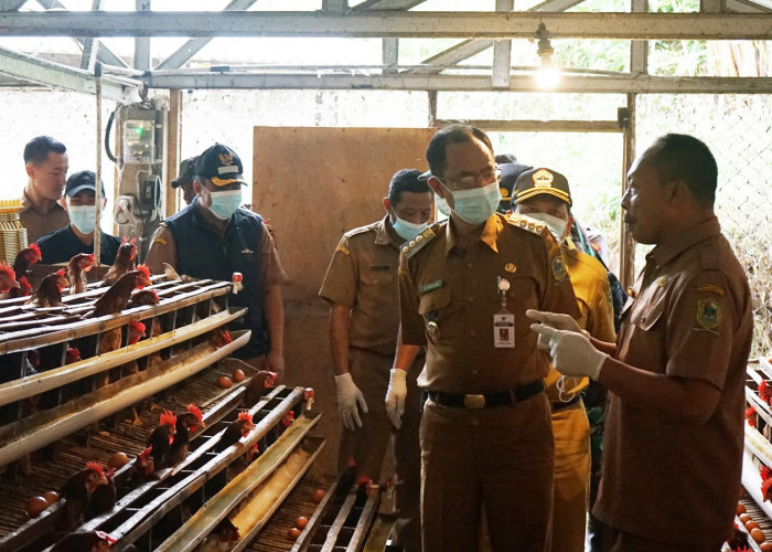 Desa Sarwodadi Memanfaatan Dana Desa, dengan Program Ketahanan Pangan Peternakan Ayam Petelur