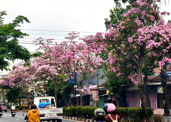 Mekar Sempurna Serasa di Negeri Sakura, 30 Tabebuya Pink Mekar Di Purwokerto