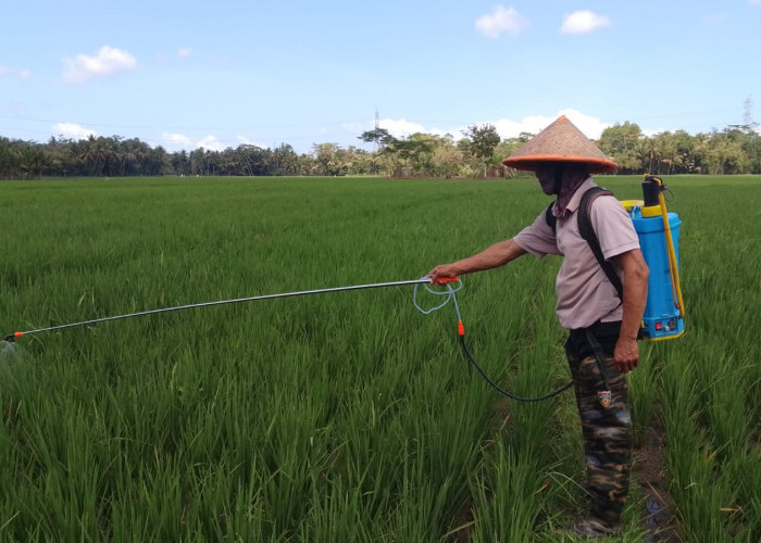 Petani Sirau Banyumas Lawan Wereng Secara Alami, Agensi Hayati Dipilih karena Lebih Hemat dan Ramah Lingkungan