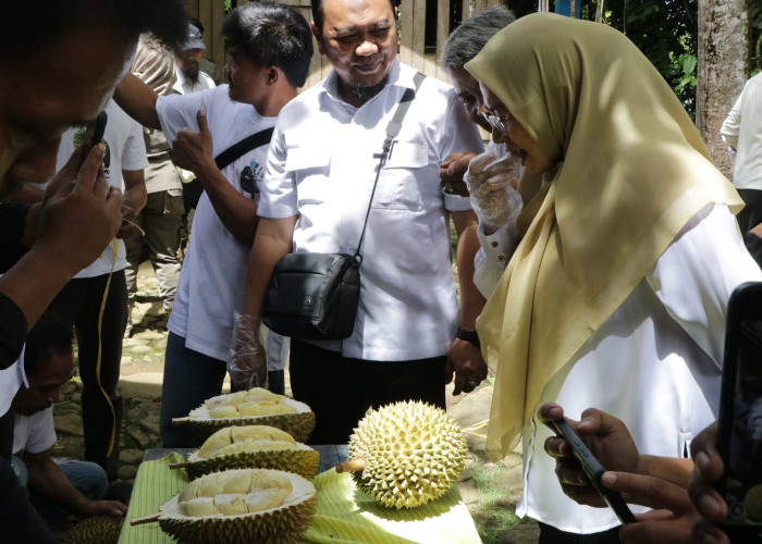 Durian Jamaah Sigaluh, Satu Pohon Tua Hasilkan 15 Varietas Durian Unggulan