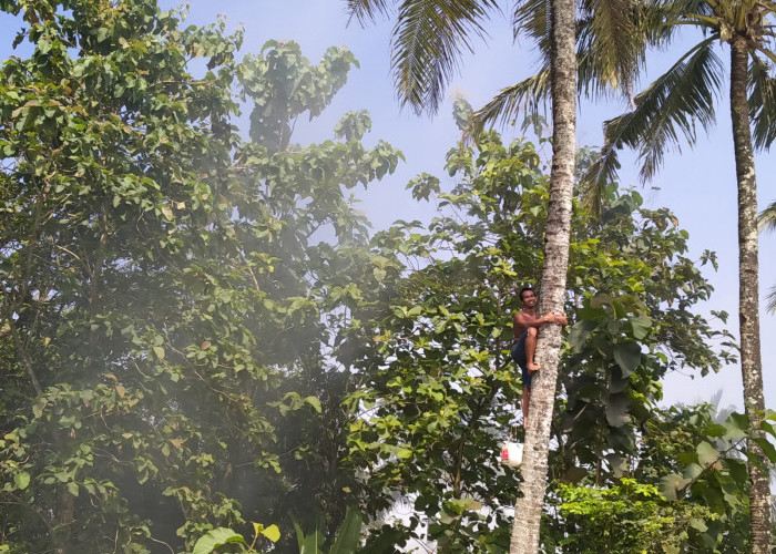 Premi Asuransi Kecelakaan Kerja Puluhan Penderes Cair Pekan Ini