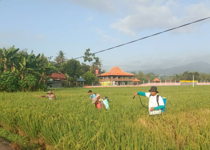 Terindikasi Serangan Wereng, Petani di Kalisube Semprot Massal
