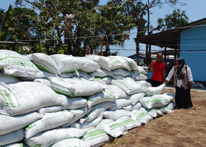 140 Ton Pupuk Organik Disalurkan ke Petani Sumpiuh, Bantuan Provinsi Dorong Kesuburan Lahan Padi Banyumas
