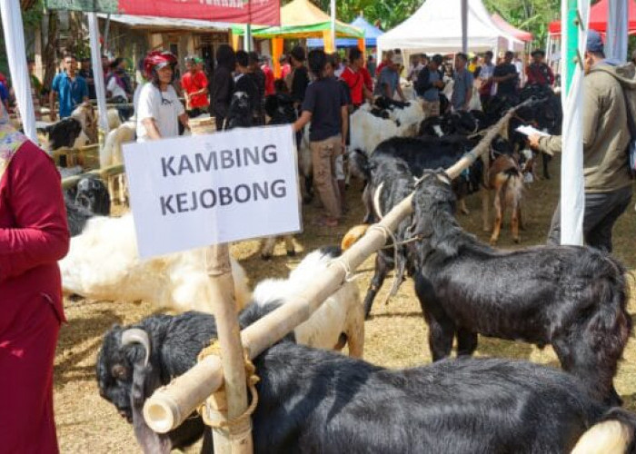 Kambing Kejobong Sudah Kantongi SNI dari Menteri Pertanian