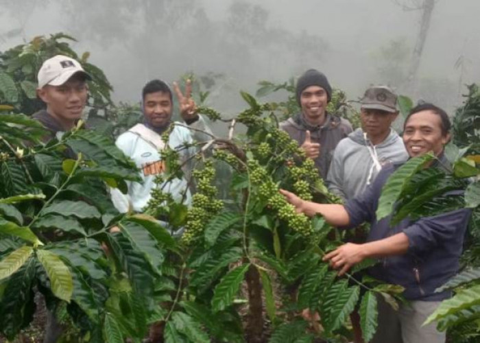 Harga Kopi Purbalingga Naik Sejak Dua Tahun Terakhir