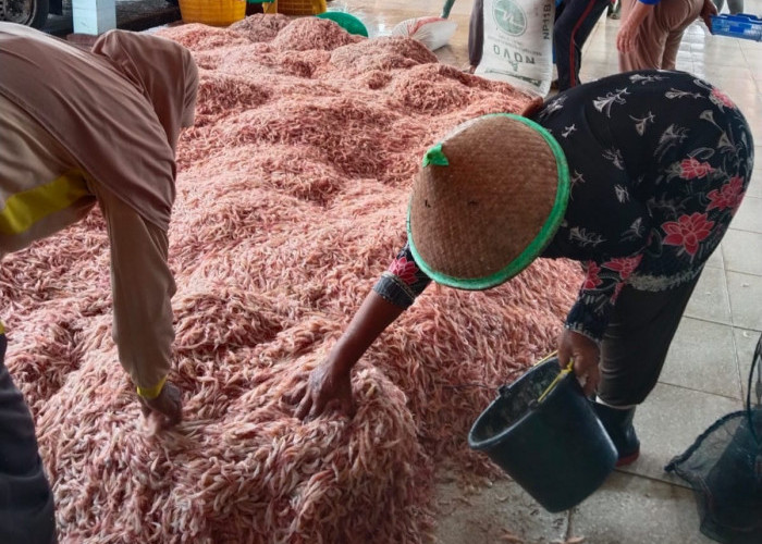Meski Cuaca Buruk, Tangkapan Udang Laut di Cilacap Capai Rp 560 Juta