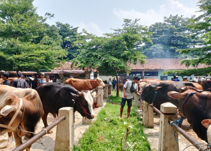 Pasar Hewan Ajibarang Banyumas Ramai, Tapi Penjualan Lesu