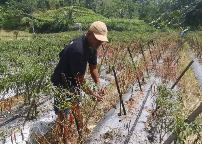 Harga Cabai di Banjarnegara Meroket, Petani Justru Merugi Akibat Cuaca Ekstrem