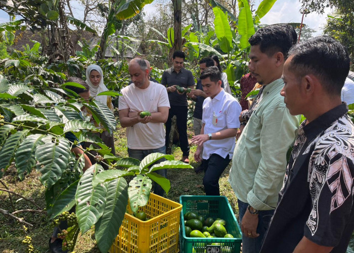 Utusan The Zayed Foundation ke Peron, Ingin Kembangkan Pasar Alpukat-Gula Aren