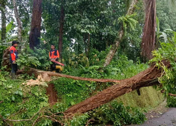 Hujan Petir Picu Rentetan Bencana, 9 Titik Terdampak di Banyumas