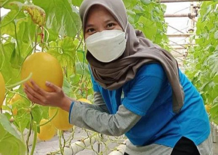 'Greenhouse' Melon di Kedawung Jadi Tempat Wisata 
