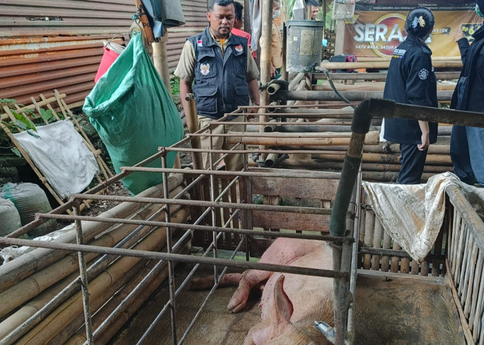 177 Kasus Kematian Babi, Diagnosa Awal Disebabkan Oleh ASF