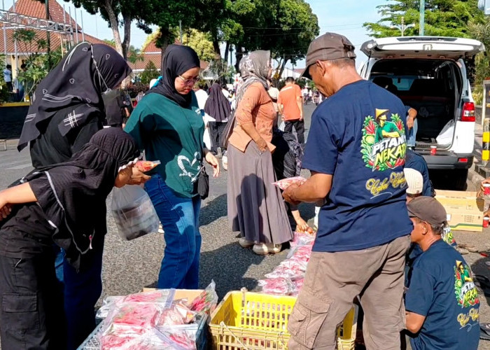 Harga Cabai Tembus Rp70 Ribu Per Kg, Petani Majalengka Banjarnegara Jual Murah dan Bagikan Bibit Gratis
