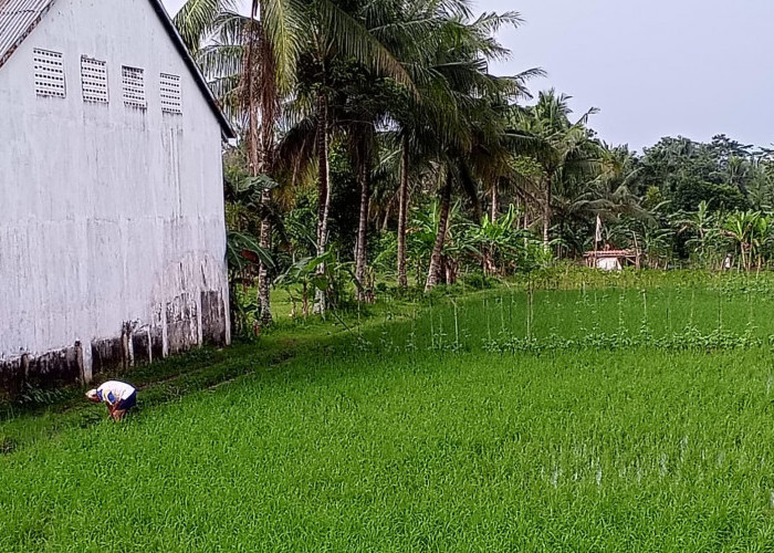 Update Lahan Baku Sawah di Purbalingga, Dinas Pertanian Kembali Lakukan Pemetaan 