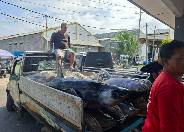 Akibat Ombak Tinggi, Hasil Tangkapan Ikan di PPSC Cilacap Turun hingga 40 Persen