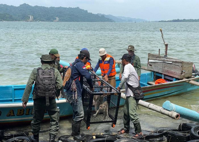 Empat Ekor Monyet Ekor Panjang Dilepasliarkan di Kawasan Cagar Alam Nusakambangan Timur Cilacap