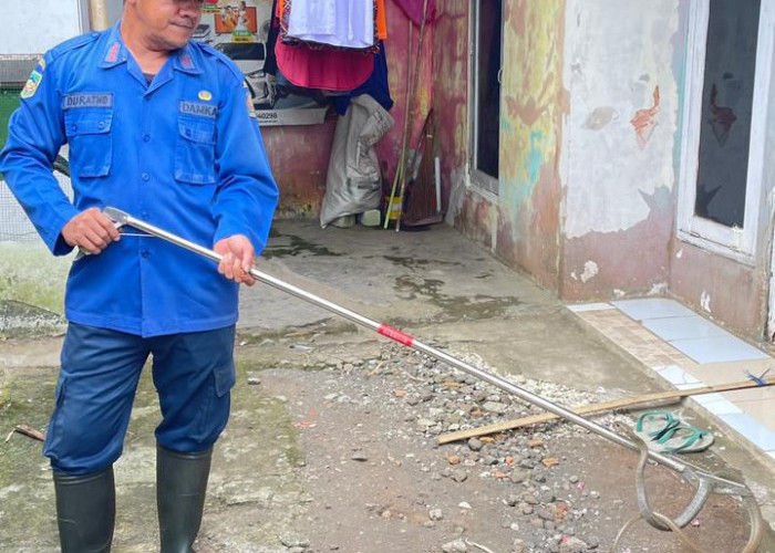 Masuki Pekarangan Rumah Warga, Damkar Banyumas Imbau Warga Tak Tangani Ular Sendiri