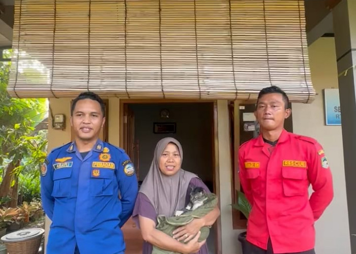 Damkar Evakuasi Kucing dari Sumur 8 Meter di Purwokerto, Laporan Warga Ditindak Cepat Petugas Rescue Banyumas