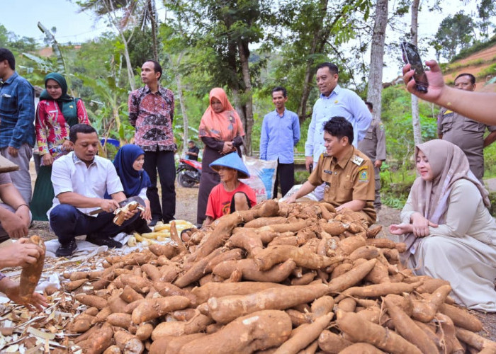 Bupati Pringsewu Belajar Olah Singkong Jadi Mocaf ke Banjarnegara
