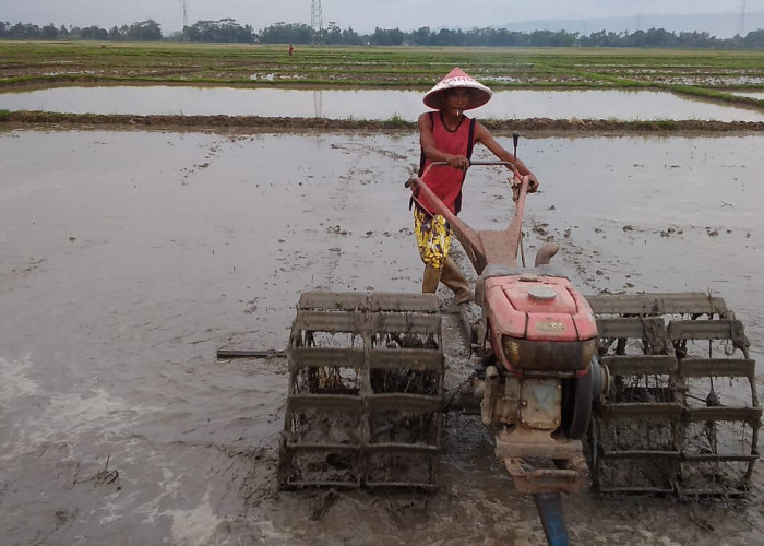 Tahun Depan, Jumlah Petani yang Bisa Tebus Pupuk Bersubsidi di Kecamatan Sumpiuh Berkurang