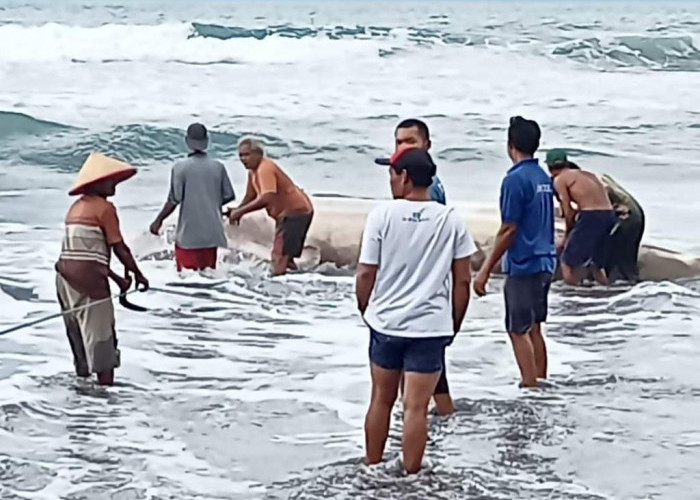 Hiu Tutul Tersangkut Jaring Nelayan di Pantai Pagubugan Binangun, Kondisinya Sekarat 